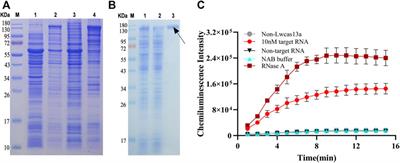 Clustered Regularly Interspaced Short Palindromic Repeats-Associated Proteins13a combined with magnetic beads, chemiluminescence and reverse transcription-recombinase aided amplification for detection of avian influenza a (H7N9) virus